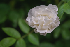 DSC06398.  春の思い出で　白い薔薇
