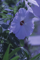 DSC05412涼しげな芙蓉