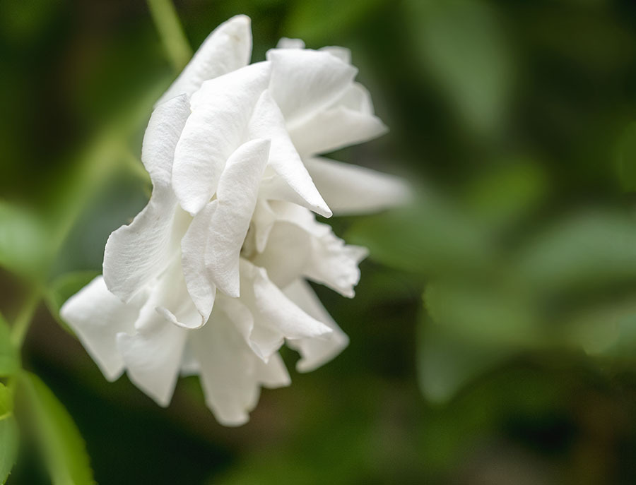 DSC03239 五月の白薔薇