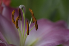 DSC08754 花芯