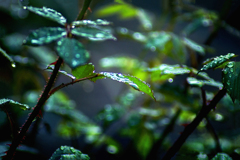 DSC01885. 雨粒ナンテン