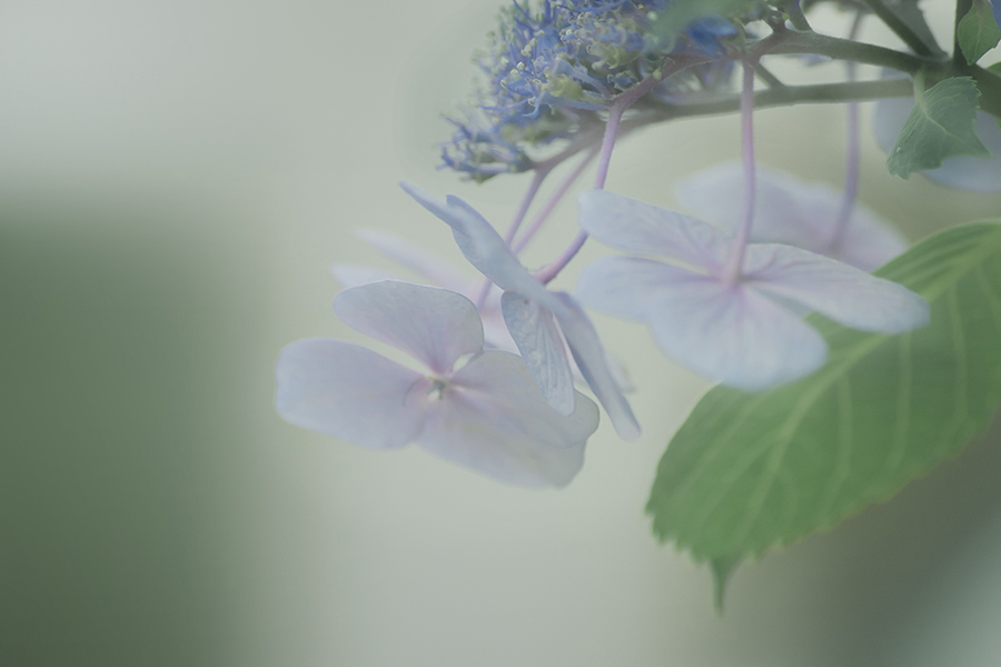 DSC06432 紫陽花は霧の中？