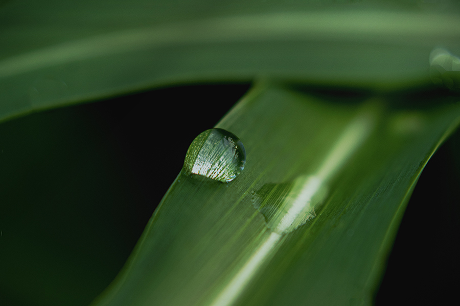 DSC09176. 水玉の妙.
