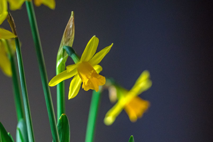 DSC05379-鉢植え水仙-1