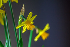 DSC05379-鉢植え水仙-1