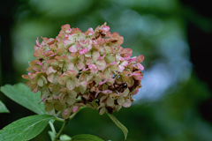 DSC05139. 燃えよ秋の紫陽花