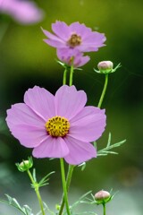 DSC09631. 薄紅の秋桜