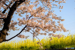 DSC00062-送電線と桜