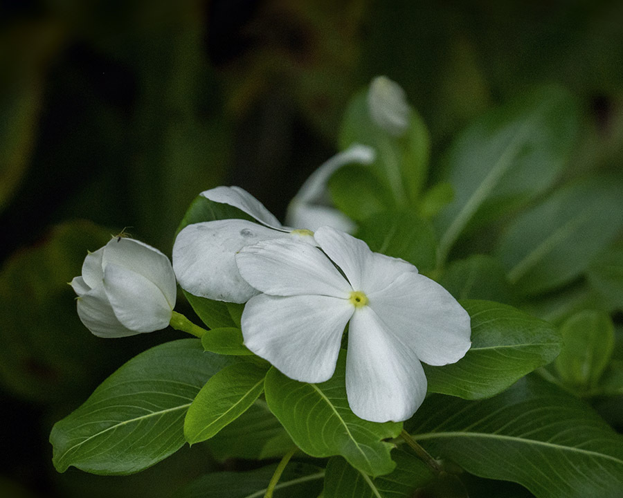 DSC09946. 白い花