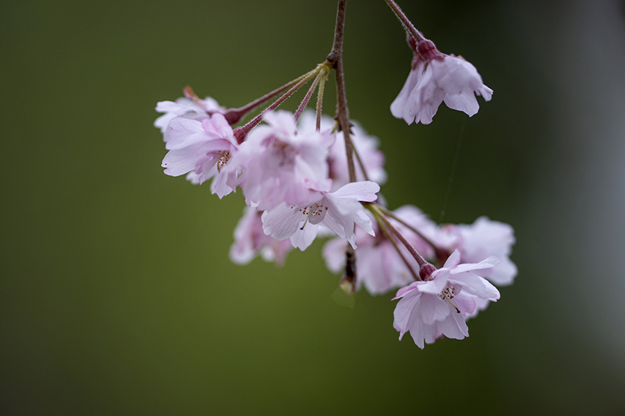 DSC05528. さくら一房