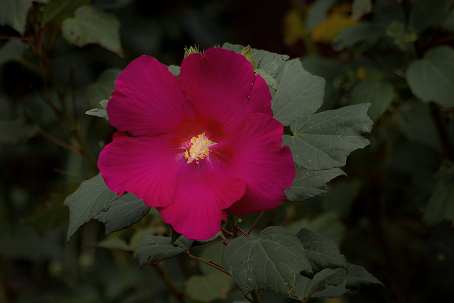 アメリカ芙蓉