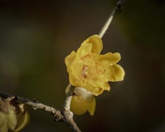DSC01614  藪に咲く蝋梅