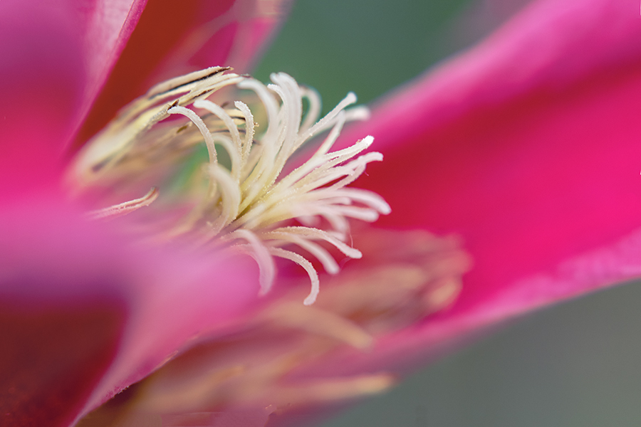 DSC01669. 爽快クレマチス