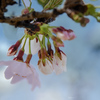 DSC01005. 華の下にて
