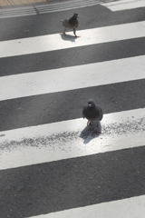 DSC02886  横断歩道を渡る鳩