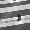 DSC02886  横断歩道を渡る鳩