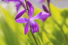 DSC08705. 野道の紫蘭