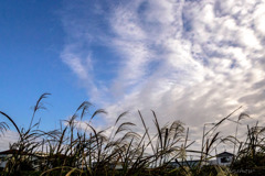 DSC04225-深い空にススキは映える