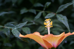 DSC08479  夏は大好き