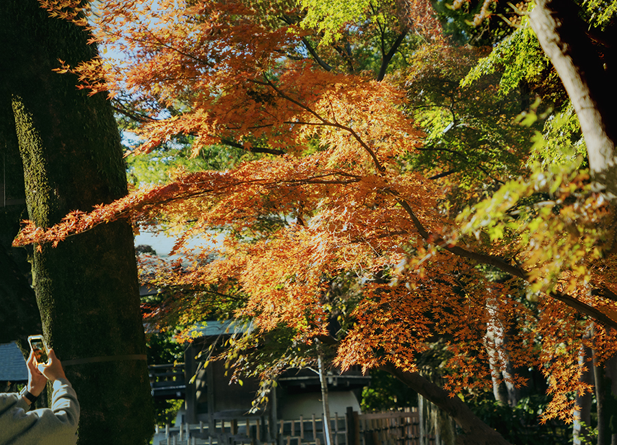 往く秋を愛でる　DSC02942