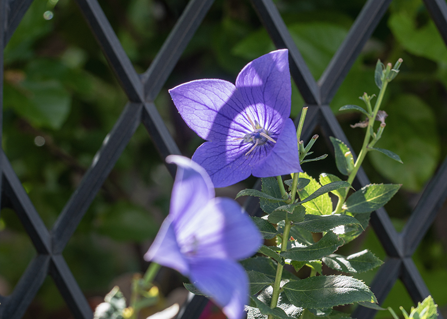 DSC03883. 門扉に朝陽