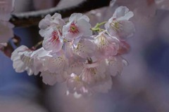 DSC08428 陽春安行桜