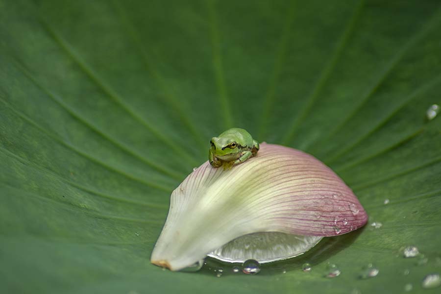 DSC03122 カエルはカエル