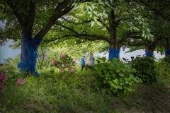 DSC08956. 青いネットは桜を護る