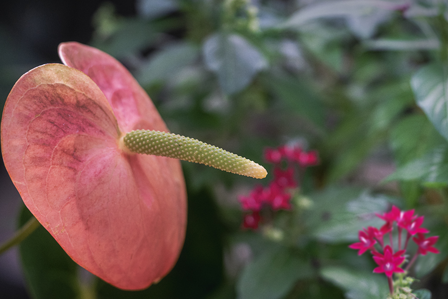 DSC08398. 花の対話？