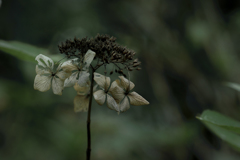 秋紫陽花-6 自分を顧(かえり)みる