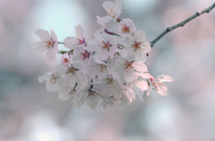 昨日の桜-2