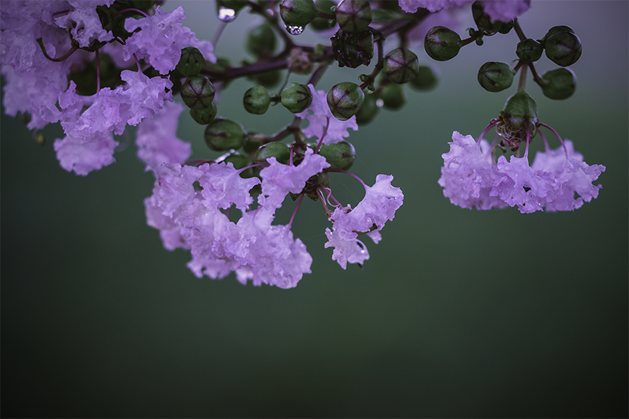 DSC01370  白いサルスベリ-1