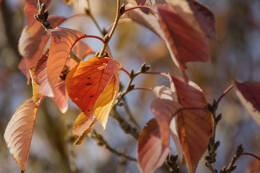 DSC00348 紅葉した桜葉たち