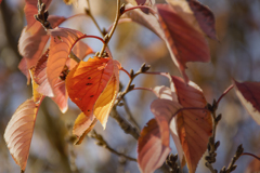 DSC00348 紅葉した桜葉たち