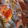 DSC00348 紅葉した桜葉たち