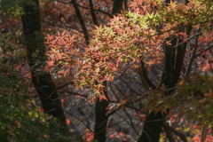 DSC01338. 平林寺錦秋