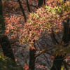 DSC01338. 平林寺錦秋