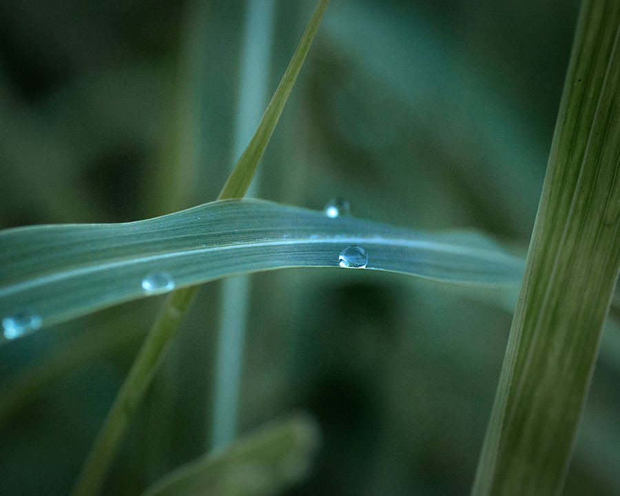 DSC04813. 水玉の哀れ