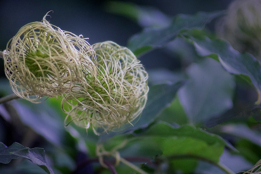DSC08844. 針金の花？