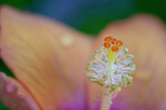 DSC07712. 蕊も時めく