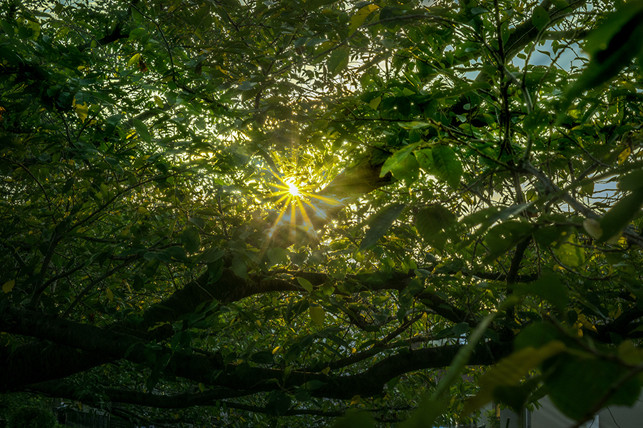 DSC00431. ダイアモンド蝉時雨　