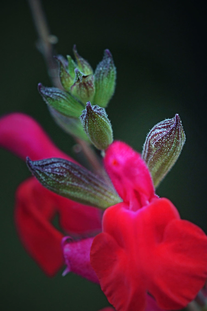 チェリーセージ-(サルビアミクロフィラ)