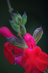 チェリーセージ-(サルビアミクロフィラ)