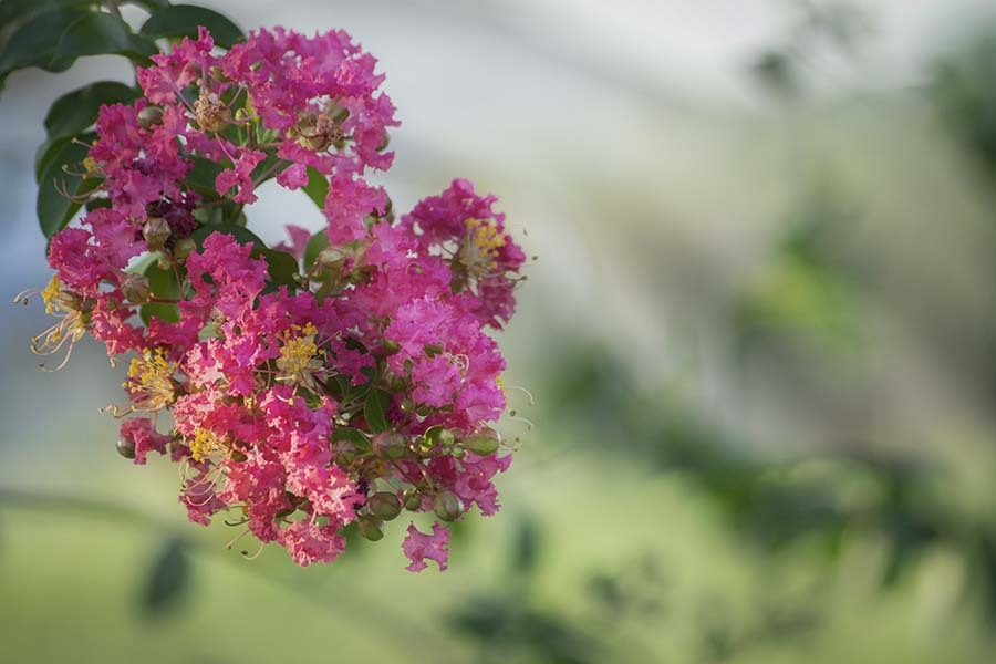 DSC07694. 夏の野にて