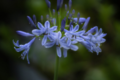 DSC01600  華やかシャンデリア