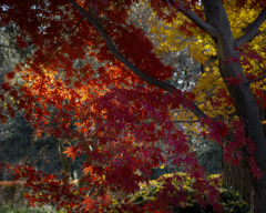 森の径(こみち)に咲き誇る-2