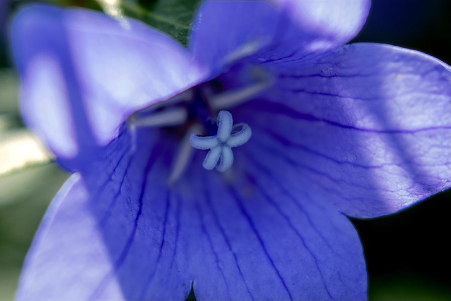 DSC07566. 朝の桔梗  ライラ ライラライ