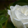 DSC03126 白薔薇