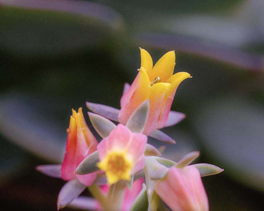 DSC06055. サボテンの花