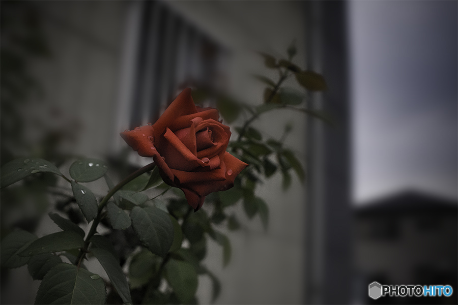 DSC09007 雨あがりの薔薇